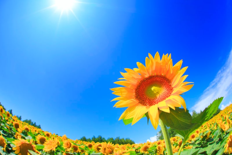 季節は太陽の動きに影響するので、太陽に基づく二十四節気と新暦は相性がいい